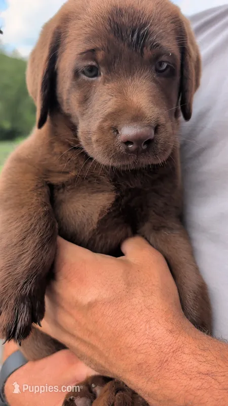 Purple collar – Labrador Retriever puppy for sale in Pearisburg, VA