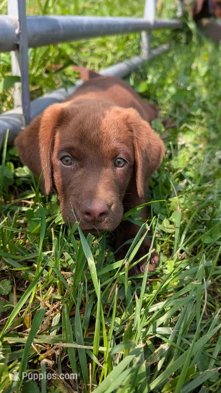 Red collar – Labrador Retriever puppy for sale in Pearisburg, VA