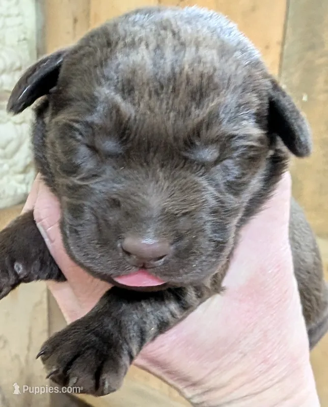 Chocolate babies  – Labrador Retriever puppy for sale in Pearisburg, VA