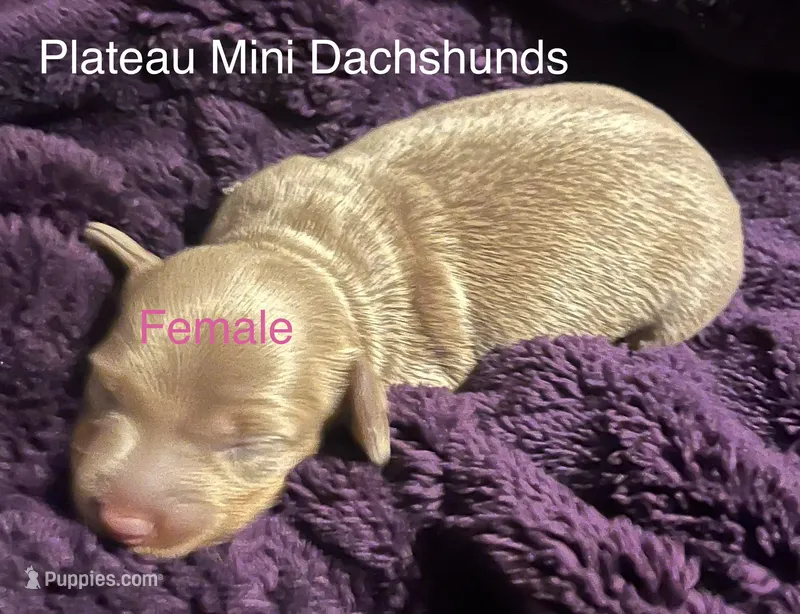 Girl 1 – Miniature Dachshund puppy for sale in Crossville, TN