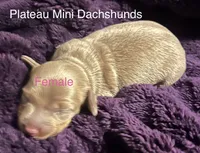 Girl 1, a female Miniature Dachshund for sale in Crossville, TN – 1 of 4