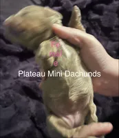 Girl 2, a female Miniature Dachshund for sale in Crossville, TN – 2 of 4