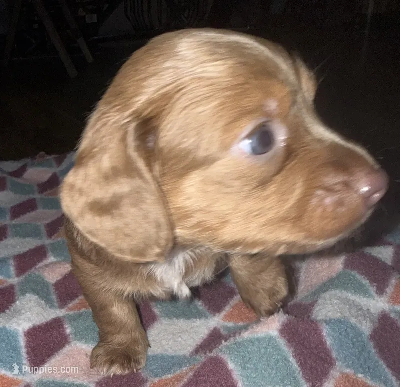 Boy 2 – Miniature Dachshund puppy for sale in Crossville, TN