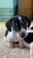 Jelly Bean, a female Miniature Dachshund for sale in Crossville, TN – 1 of 4