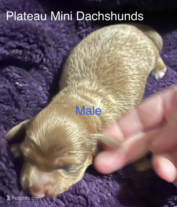 Boy 2 – Miniature Dachshund puppy for sale in Crossville, TN