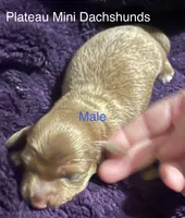 Boy 2, a male Miniature Dachshund for sale in Crossville, TN – 1 of 4