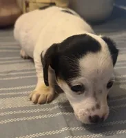 Moto moto, a male Miniature Dachshund for sale in Crossville, TN – 2 of 3