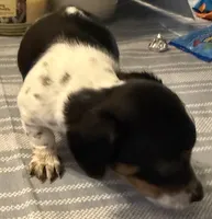 Jelly Bean, a female Miniature Dachshund for sale in Crossville, TN – 2 of 4