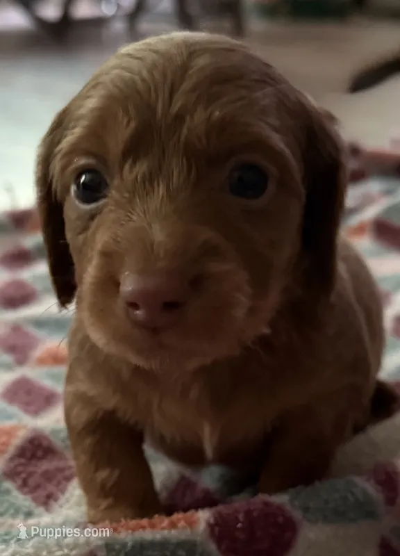 Boy 1 – Miniature Dachshund puppy for sale in Crossville, TN