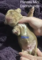 Boy 1, a male Miniature Dachshund for sale in Crossville, TN – 2 of 4