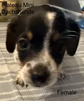 Jelly Bean, a female Miniature Dachshund for sale in Crossville, TN – 3 of 4