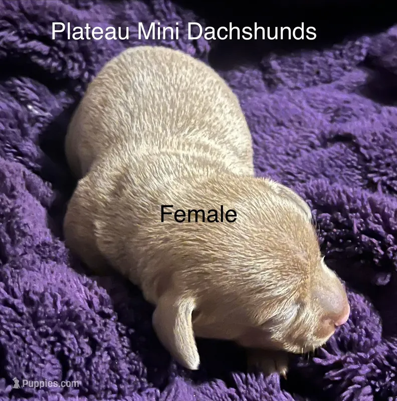 Girl 2 – Miniature Dachshund puppy for sale in Crossville, TN