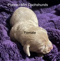 Girl 2, a female Miniature Dachshund for sale in Crossville, TN – 1 of 4