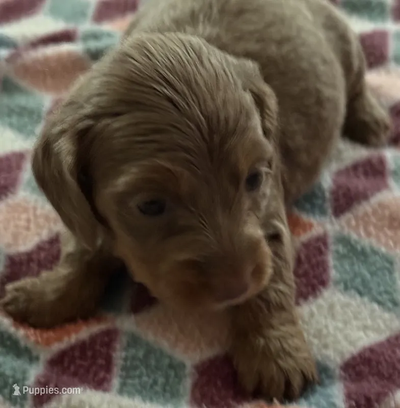 Girl 2 – Miniature Dachshund puppy for sale in Crossville, TN