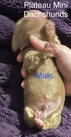 Boy 2, a male Miniature Dachshund for sale in Crossville, TN – 2 of 4