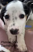 Moto moto, a male Miniature Dachshund for sale in Crossville, TN – 1 of 3