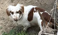 Boy 1, a male Miniature Dachshund for sale in Crossville, TN – 3 of 4