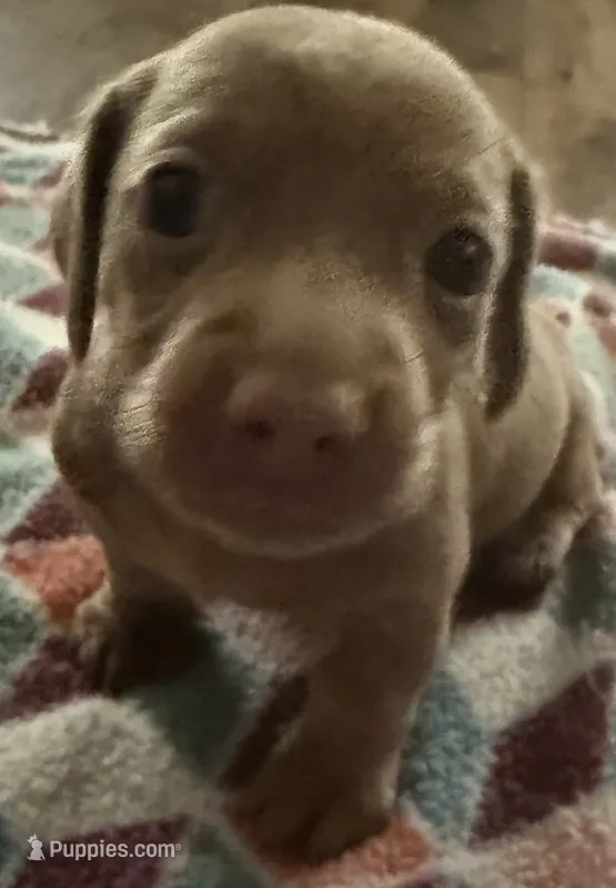 Girl 1 – Miniature Dachshund puppy for sale in Crossville, TN