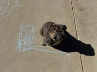 Cinder, a female English Bulldog for sale in Greenville, IL – Photo 2 of 4