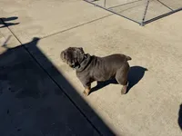Cinder, a female English Bulldog for sale in Greenville, IL – Photo 3 of 4