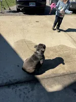 Cinder, a female English Bulldog for sale in Greenville, IL – Photo 4 of 4