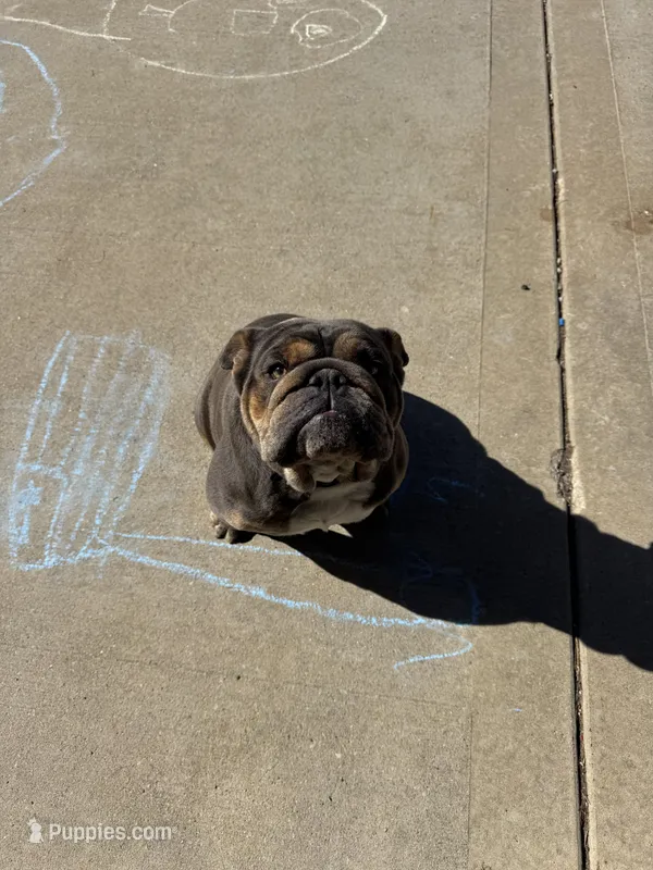 Cinder, a female English Bulldog for sale in Greenville, IL – Photo 1 of 4