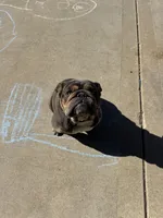 Cinder, a female English Bulldog for sale in Greenville, IL – Photo 1 of 4