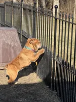 Lilo, a female English Bulldog for sale in Greenville, IL – Photo 2 of 3