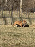 Lilo, a female English Bulldog for sale in Greenville, IL – Photo 3 of 3