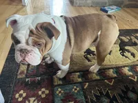 Truffles, a female English Bulldog for sale in Greenville, IL – Photo 2 of 2