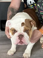 Truffles, a female English Bulldog for sale in Greenville, IL – Photo 1 of 2