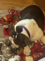 Hope, a female English Bulldog for sale in Greenville, IL – Photo 2 of 3