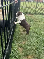 Hope, a female English Bulldog for sale in Greenville, IL – Photo 3 of 3