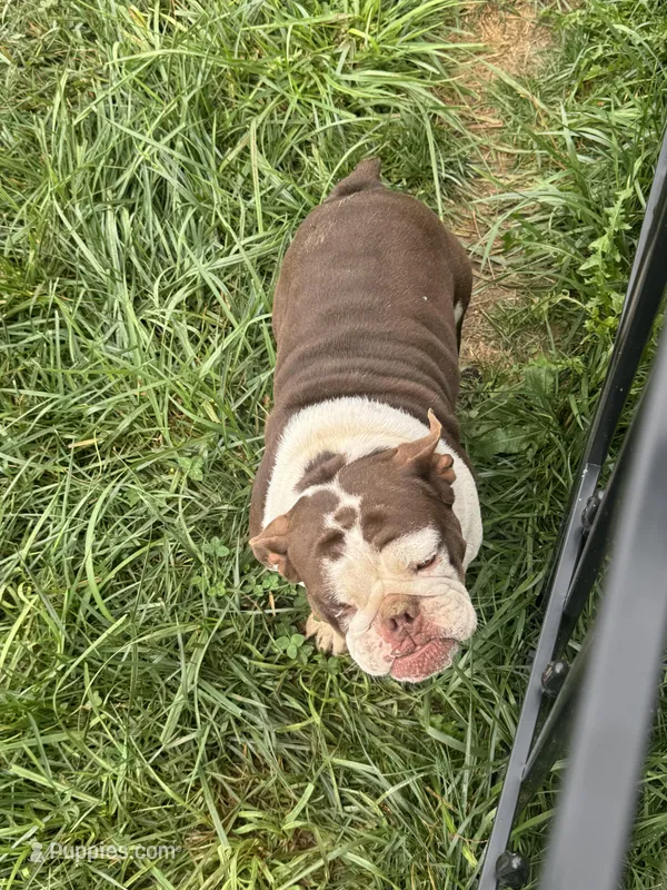 Hope – English Bulldog puppy for sale in Greenville, IL