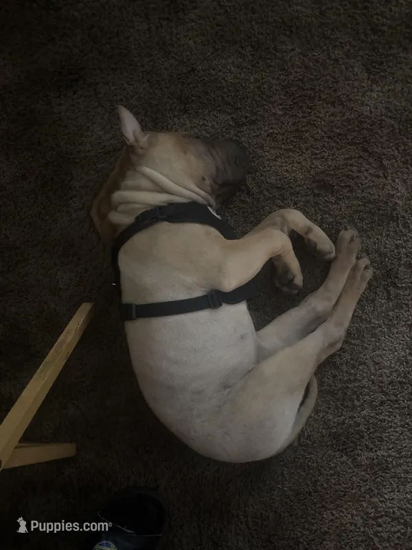 Baby – Chinese Shar-Pei puppy for sale in Visalia, CA