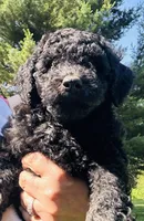 Curly, a male Poodle - Miniature  for sale in Berrien Springs, MI – 1 of 2