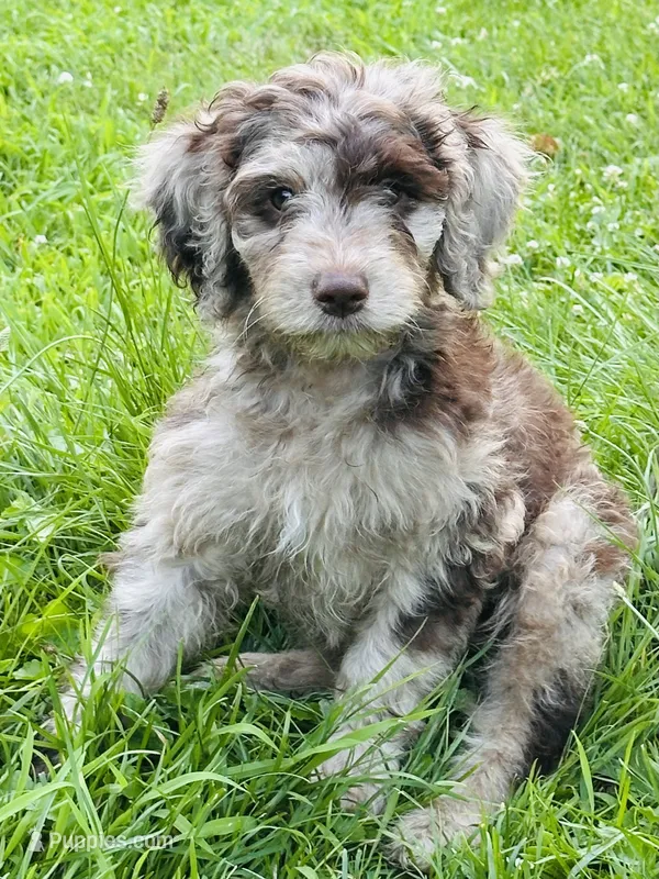 Carl – Poodle - Miniature  puppy for sale in Berrien Springs, MI