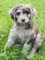 Carl, a male Poodle - Miniature  for sale in Berrien Springs, MI – 1 of 2