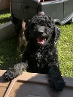 Curly, a male Poodle - Miniature  for sale in Berrien Springs, MI – 2 of 2