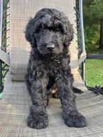 Fred, a male Poodle - Miniature  for sale in Berrien Springs, MI – 2 of 2