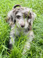 Carl, a male Poodle - Miniature  for sale in Berrien Springs, MI – 2 of 2