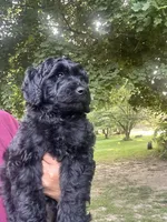 Fred, a male Poodle - Miniature  for sale in Berrien Springs, MI – 1 of 2