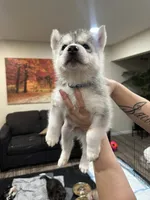 Puppy D, a male Siberian Husky for sale in San Bernardino, CA – 2 of 2