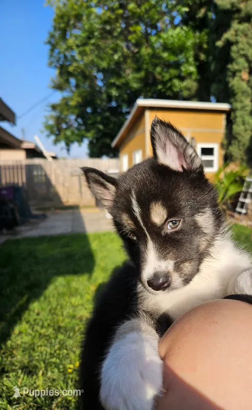 Puppy E, a male Siberian Husky for sale in San Bernardino, CA – 1 of 3