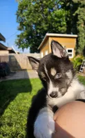 Puppy E, a male Siberian Husky for sale in San Bernardino, CA – 1 of 3