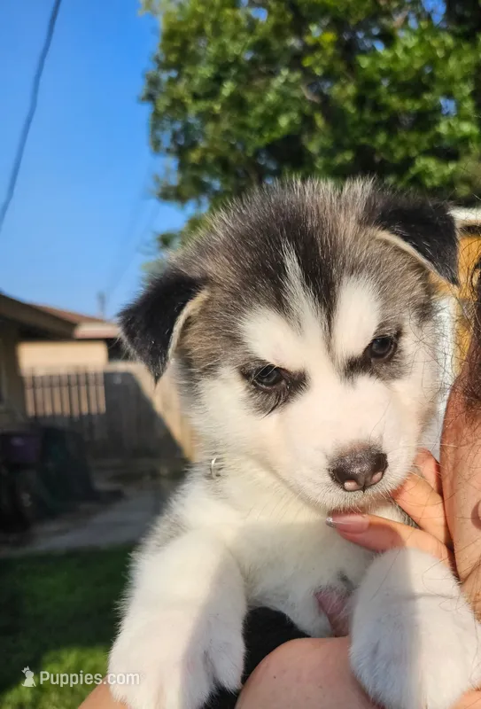 Puppy B – Siberian Husky puppy for sale in San Bernardino, CA