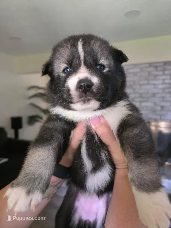 Puppy A – Siberian Husky puppy for sale in San Bernardino, CA
