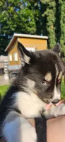Puppy E, a male Siberian Husky for sale in San Bernardino, CA – 2 of 3