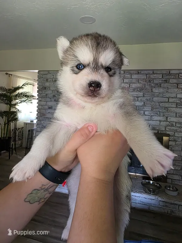 Puppy B – Siberian Husky puppy for sale in San Bernardino, CA