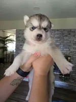 Puppy B, a female Siberian Husky for sale in San Bernardino, CA – 1 of 1